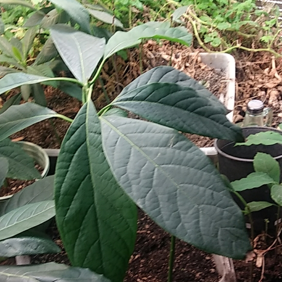 Avocado - Picture 7 of 8